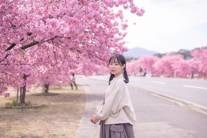 🌸 미나토강 가와즈 벚꽃 로드 (미나토가와 가와즈자쿠라 로도) 이미지 1